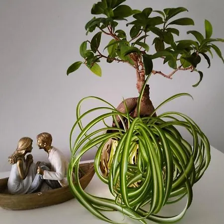 아파트 U Danusi *