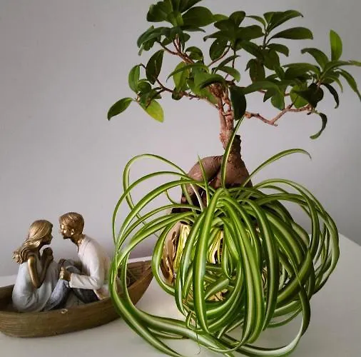 Appartement U Danusi *